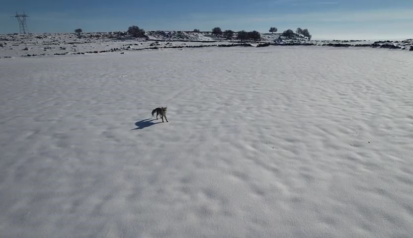 Siverek’te Gülümseten Görüntüler Tilki Dronu Görünce… (1)-1