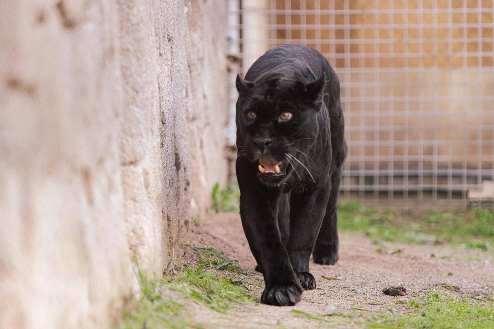 Son Günlerini İzmir’de Geçiren Juliet Kurtarılamadı (1)-1