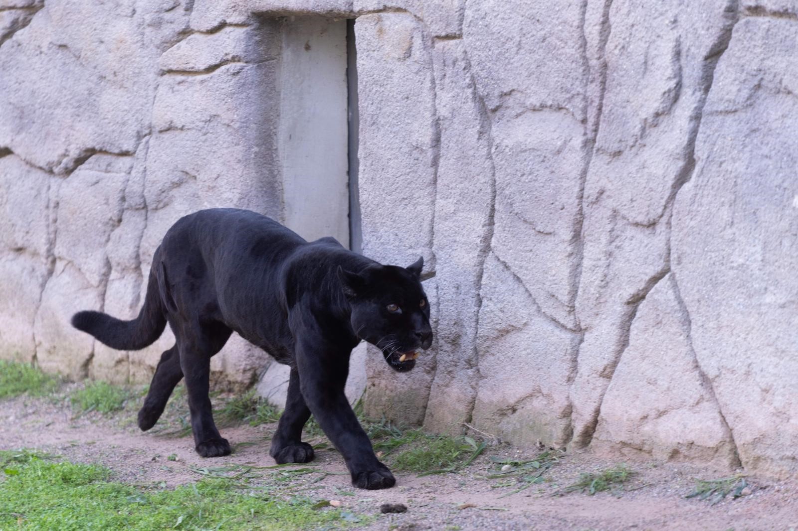 Son Günlerini İzmir’de Geçiren Juliet Kurtarılamadı (2)