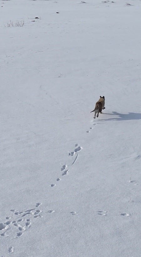 Tilki Dronu Av Sandı, Ortaya Gülümseten Görüntüler Çıktı (2)
