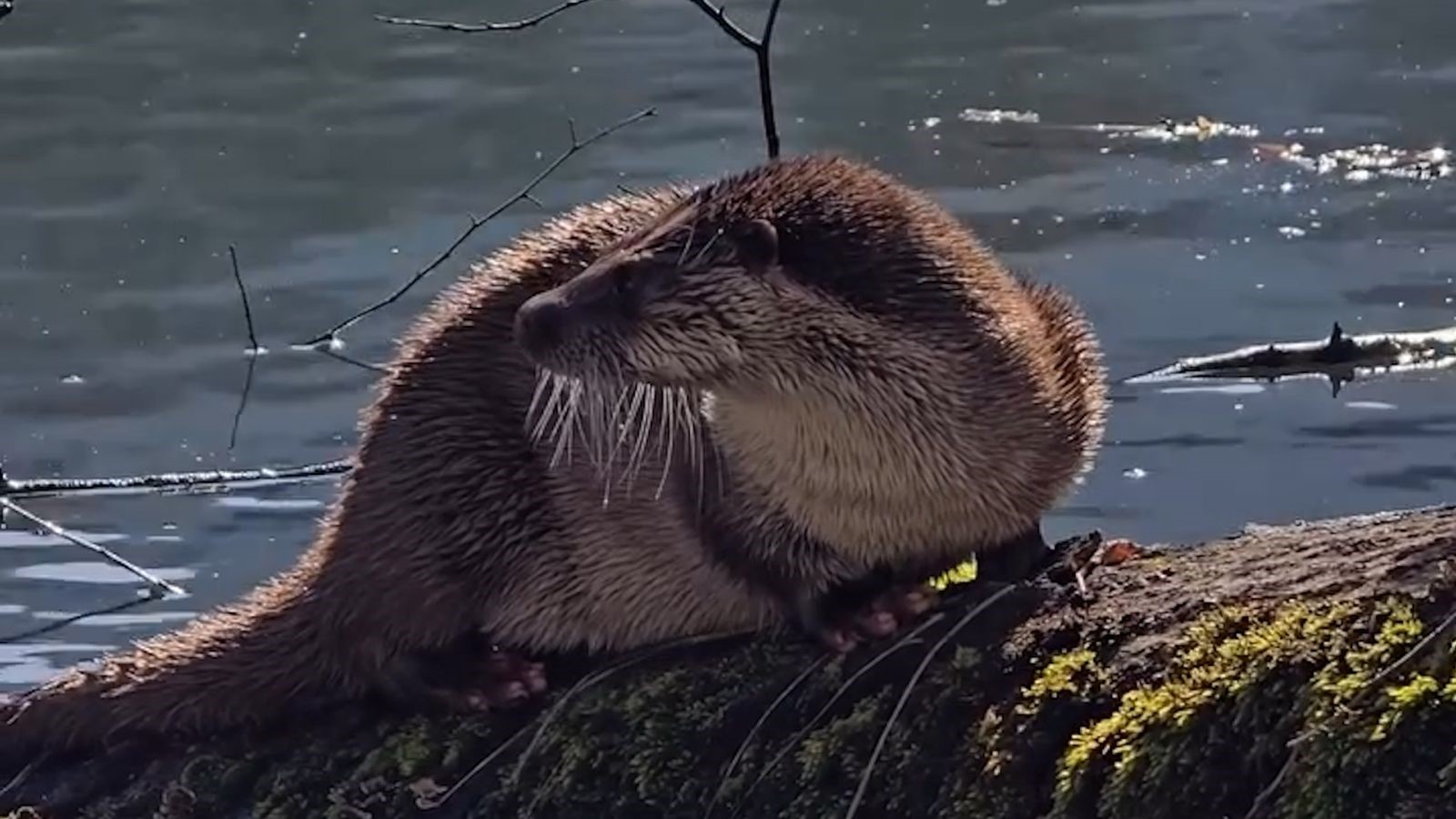 Yedigöller’de Nesli Tehlikedeki Su Samuru Görüntülendi (1)