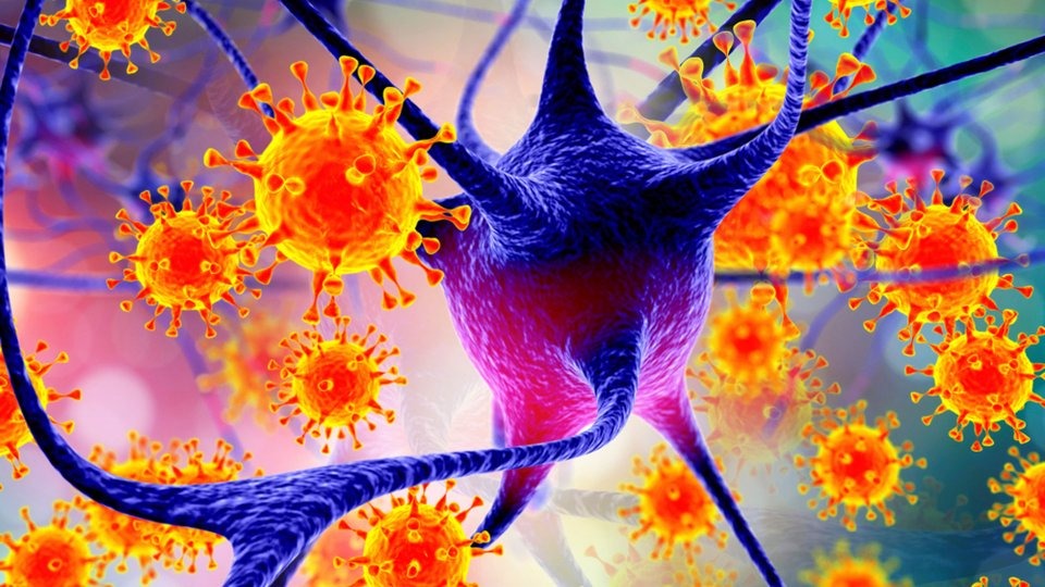 Yeni Salgın Mı Geliyor Grip Gibi Başlıyor, Komaya Sokuyor! Dsö’den Acil Nipah Virüsü Uyarısı (2)