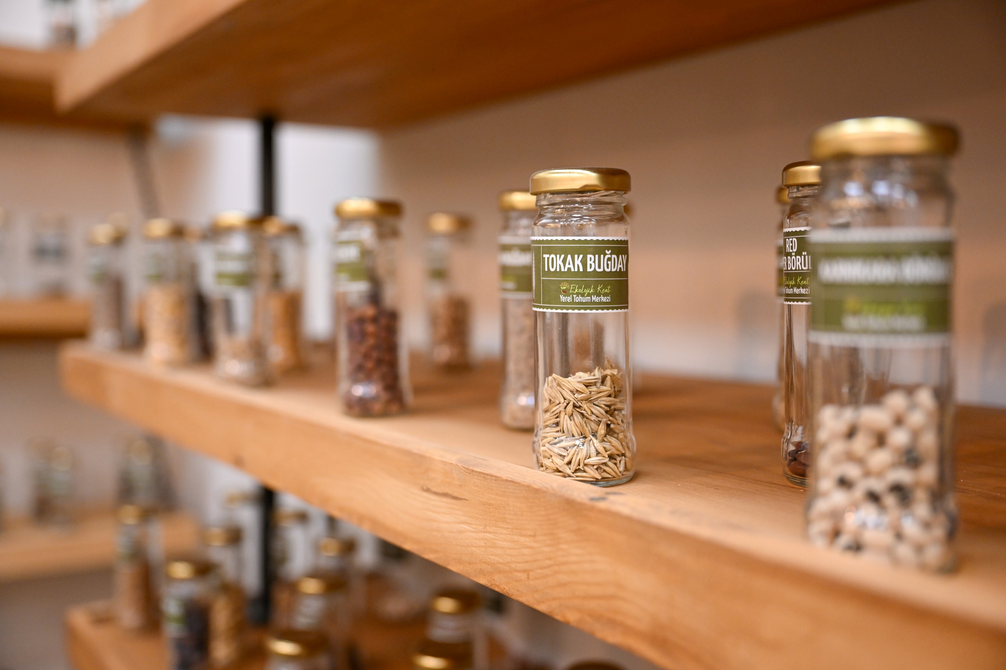 Yerel Tohumdan Geleceğe Güçlü Adım (6)