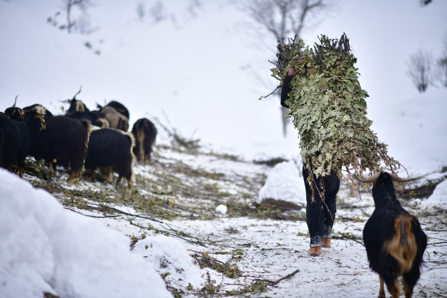 Yoğun Kar Altında Hayat Mücadelesi (9)