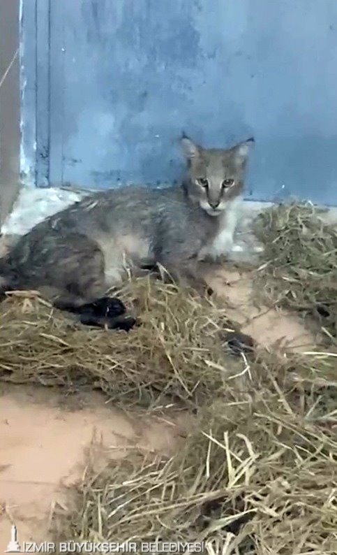 Ağır Yaralı Bulundu, Sağlıklı Şekilde Doğaya Salındı