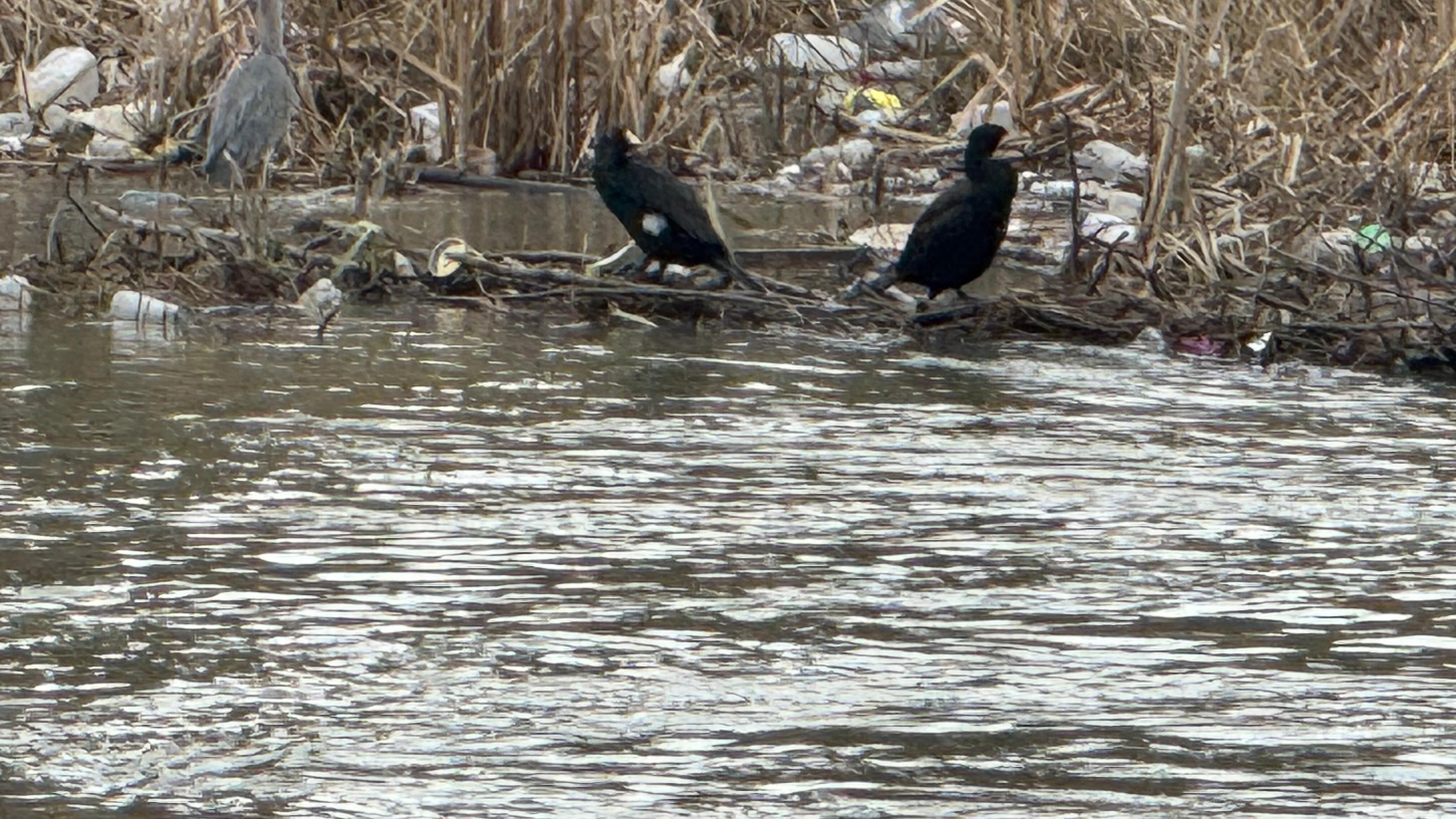Alaplı Çayı Göçmen Kuşların Durağı Oldu (3)