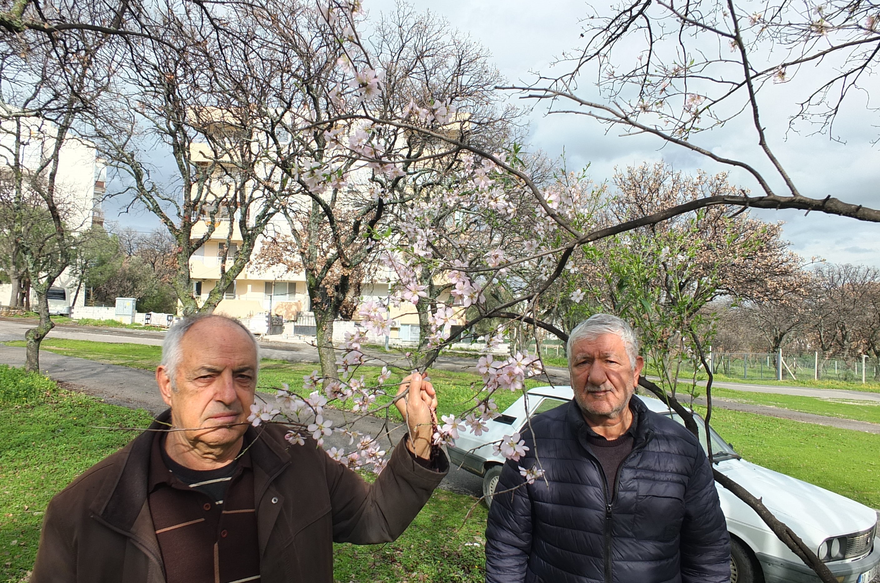 Burhaniye’de Ilık Hava Bademleri Erken Uyandırdı (1)