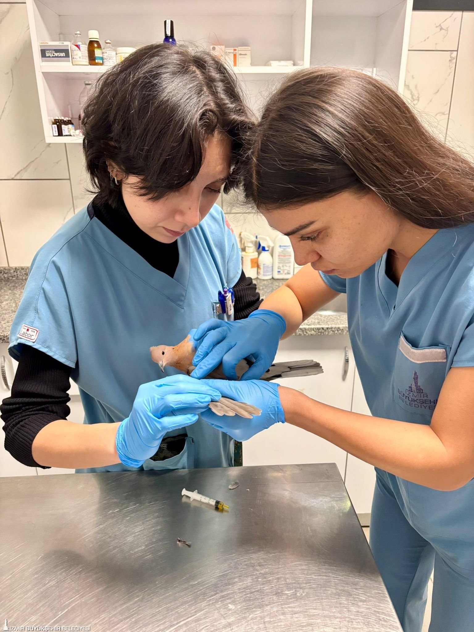 Büyükşehir Ekipleri Tüm Canlılar Için Aynı Özveriyle Çalışıyor 111