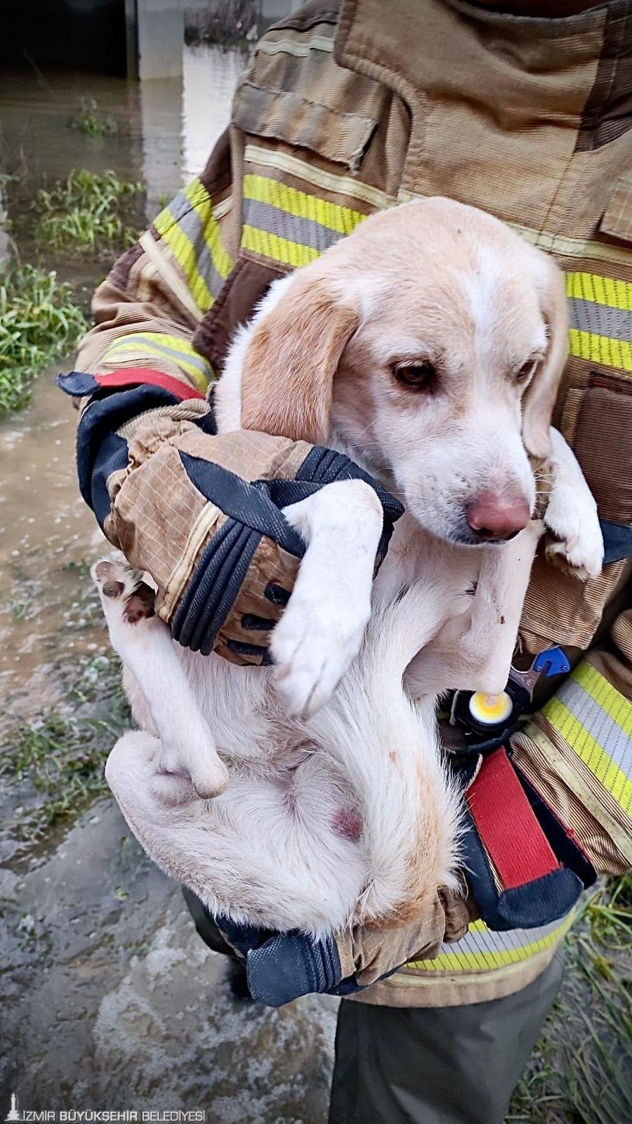 İzmir İtfaiyesi Tüm Canlıların Imdadına Yetişiyor 2