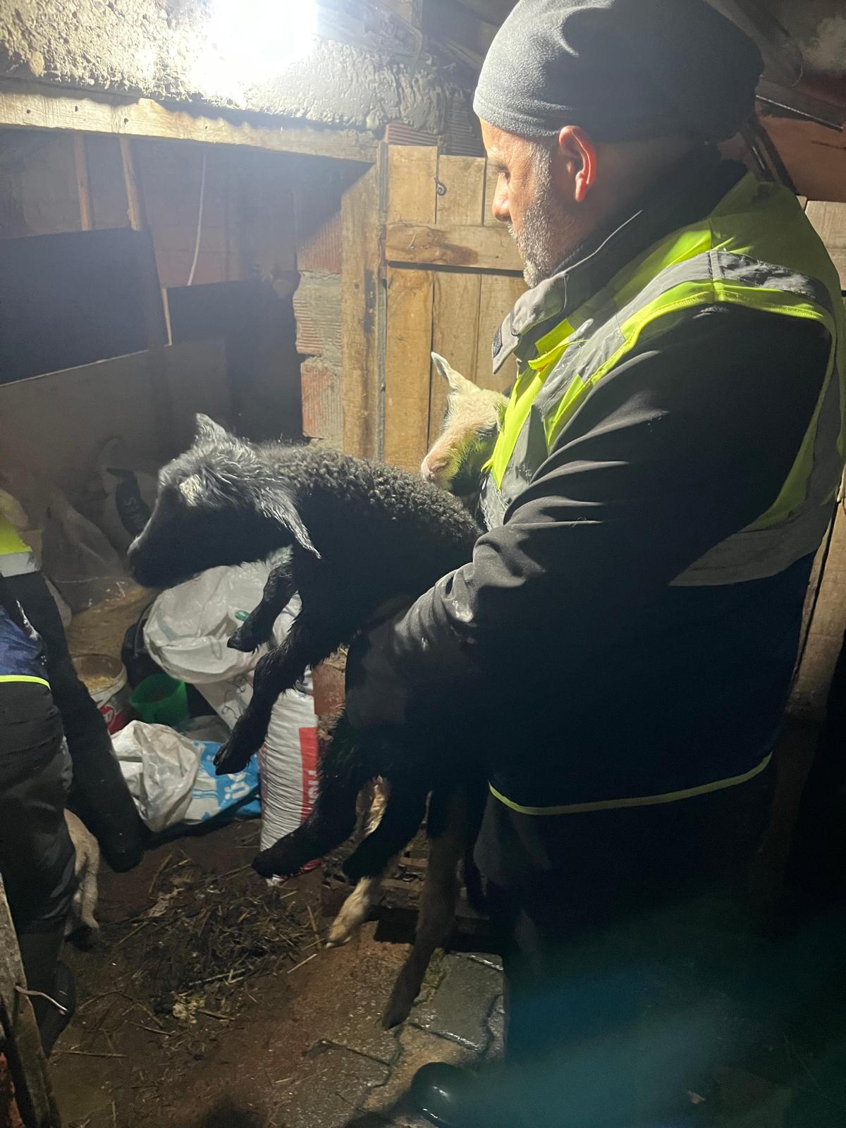 İzmir’de Sağanakta Yürek Isıtan Görüntü Hayvanları Böyle Kurtardılar (4)