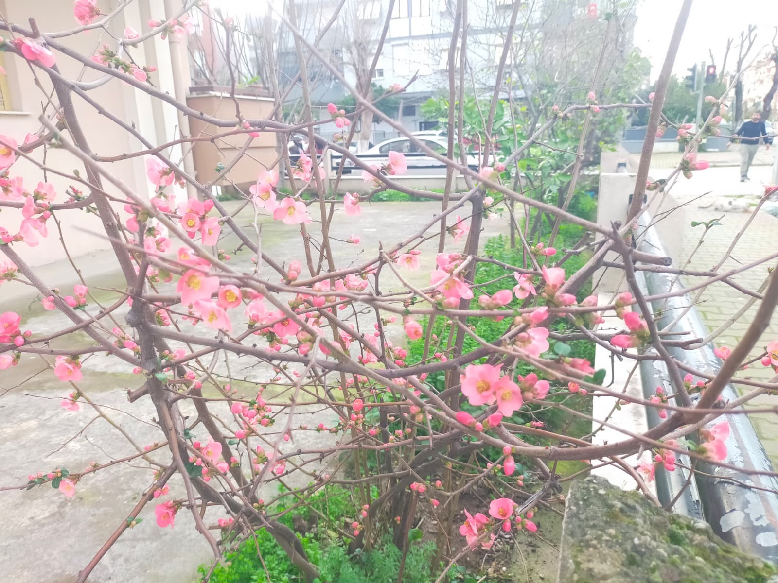 İzmir’in Ödemiş Ilçesinde Mevsim Normallerinin Üzerinde Seyreden Hava Sıcaklıkları, Doğada Erken Hareketliliğe Neden Oldu. (1)