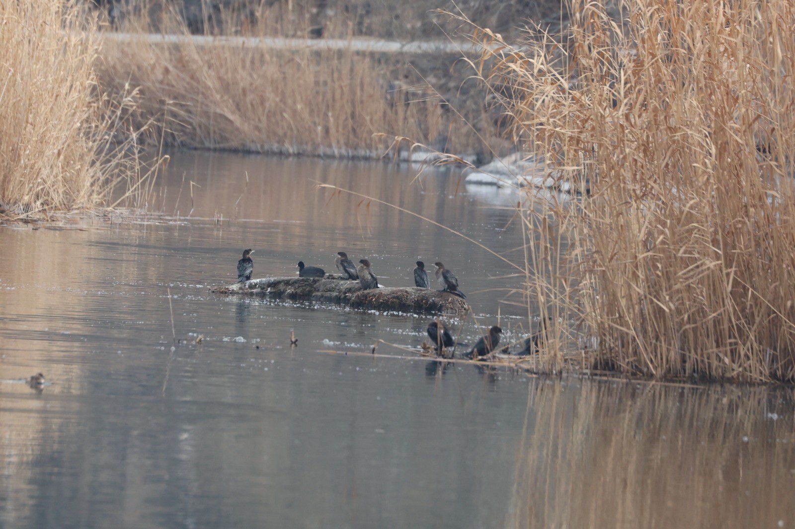 Karasu Sulak Alanı’nda Kuş Popülasyonu Şaşırtıyor! (1)