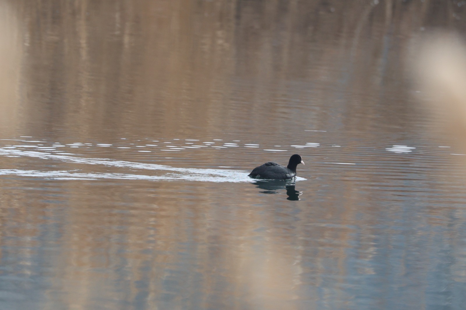 Karasu Sulak Alanı’nda Kuş Popülasyonu Şaşırtıyor! (6)