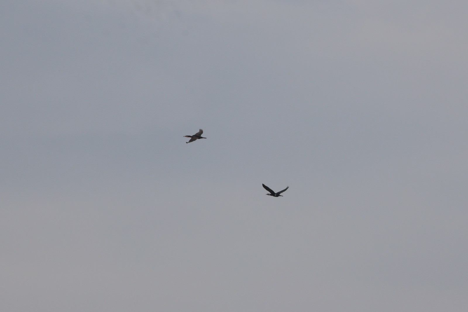 Karasu Sulak Alanı’nda Kuş Popülasyonu Şaşırtıyor! (7)