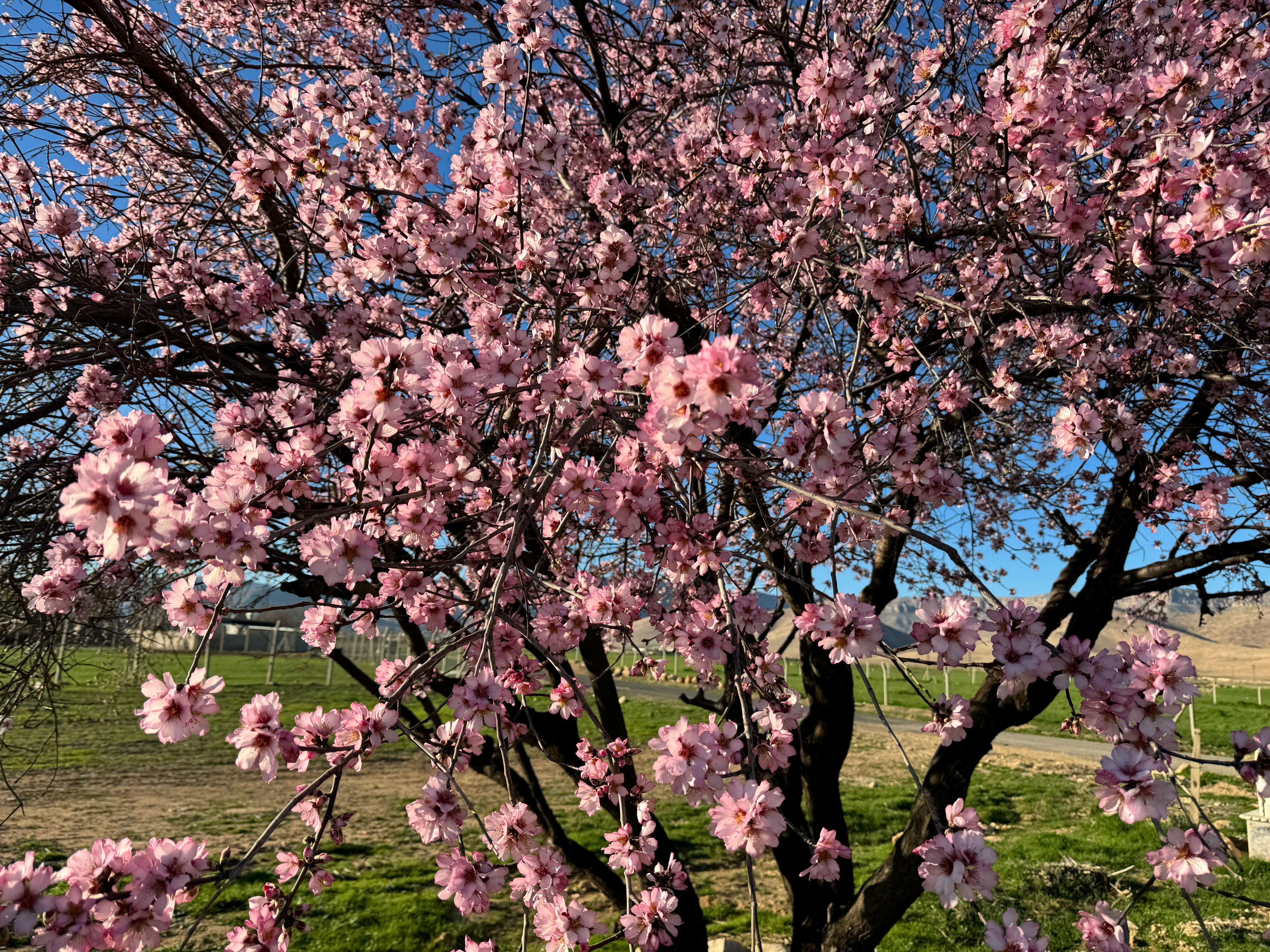 Kızıltepe’de Badem Ağaçları Çiçek Açtı (1)-1