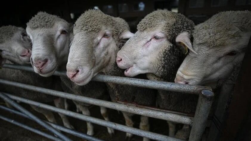 Küçükbaş Hayvan Desteği (2)