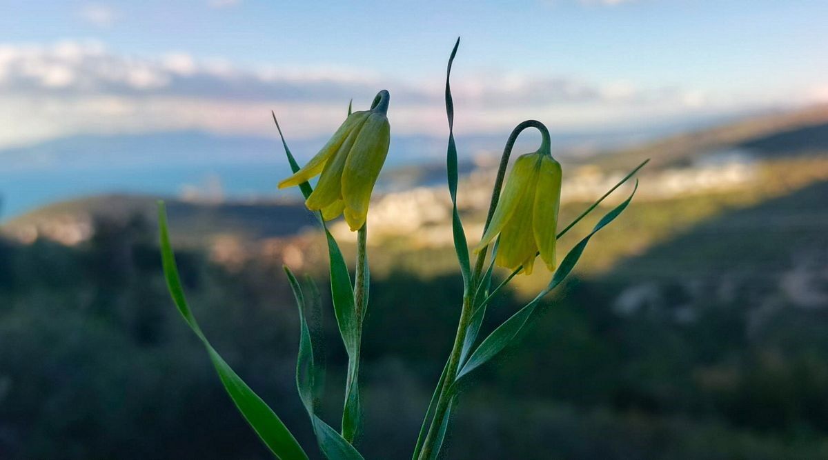 Kuşadası’nda ‘Ağlayan Gelinler’ Mevsimi Başladı (1)