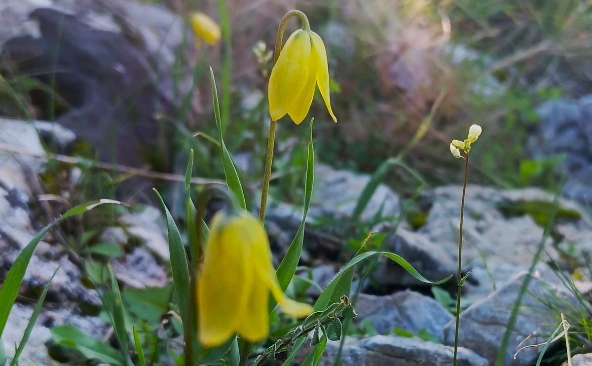 Kuşadası’nda ‘Ağlayan Gelinler’ Mevsimi Başladı (2)