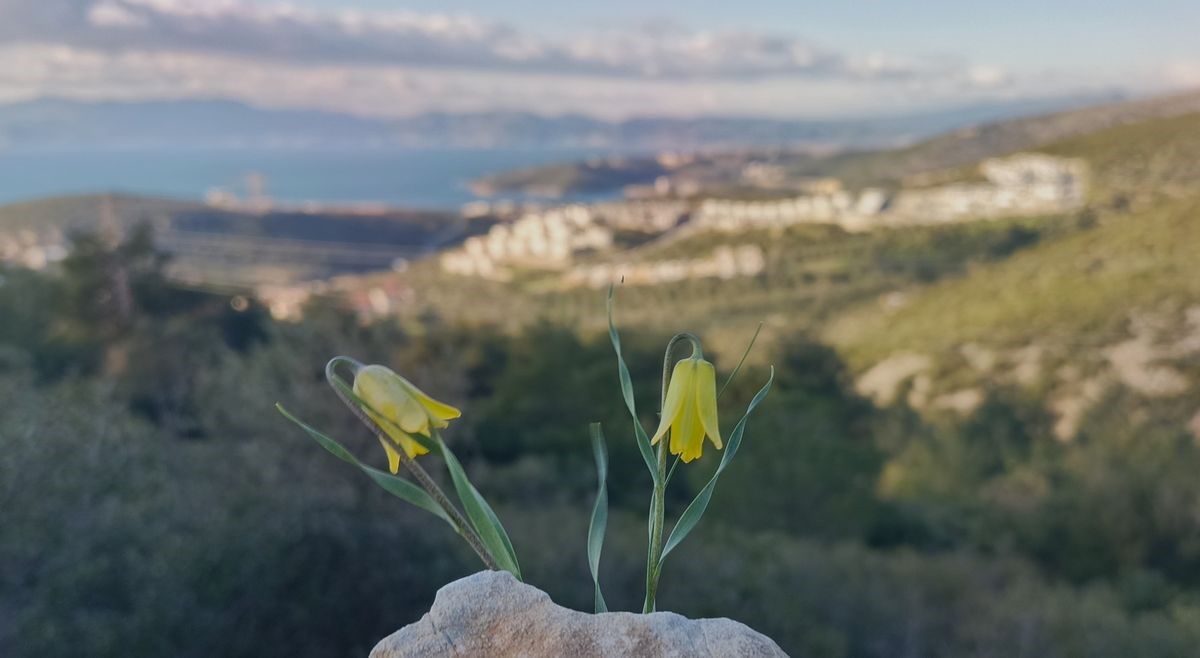 Kuşadası’nda ‘Ağlayan Gelinler’ Mevsimi Başladı (3)