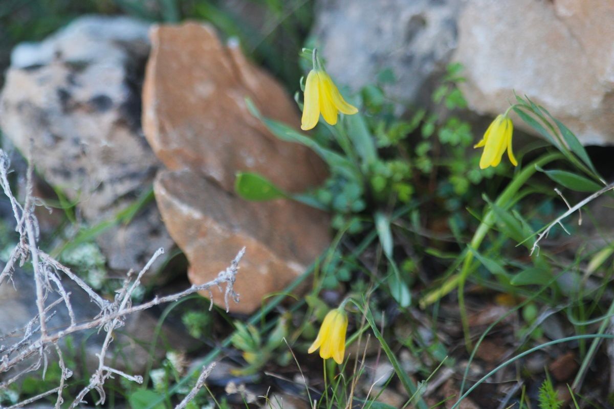 Kuşadası’nda ‘Ağlayan Gelinler’ Mevsimi Başladı (5)