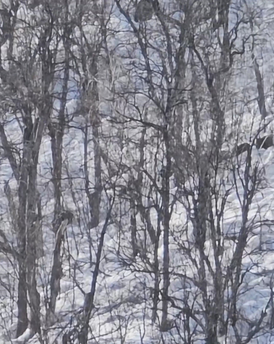 Munzur Vadisi’nde Karlı Dağlarda Domuz Sürüsü Görüntülendi (2)