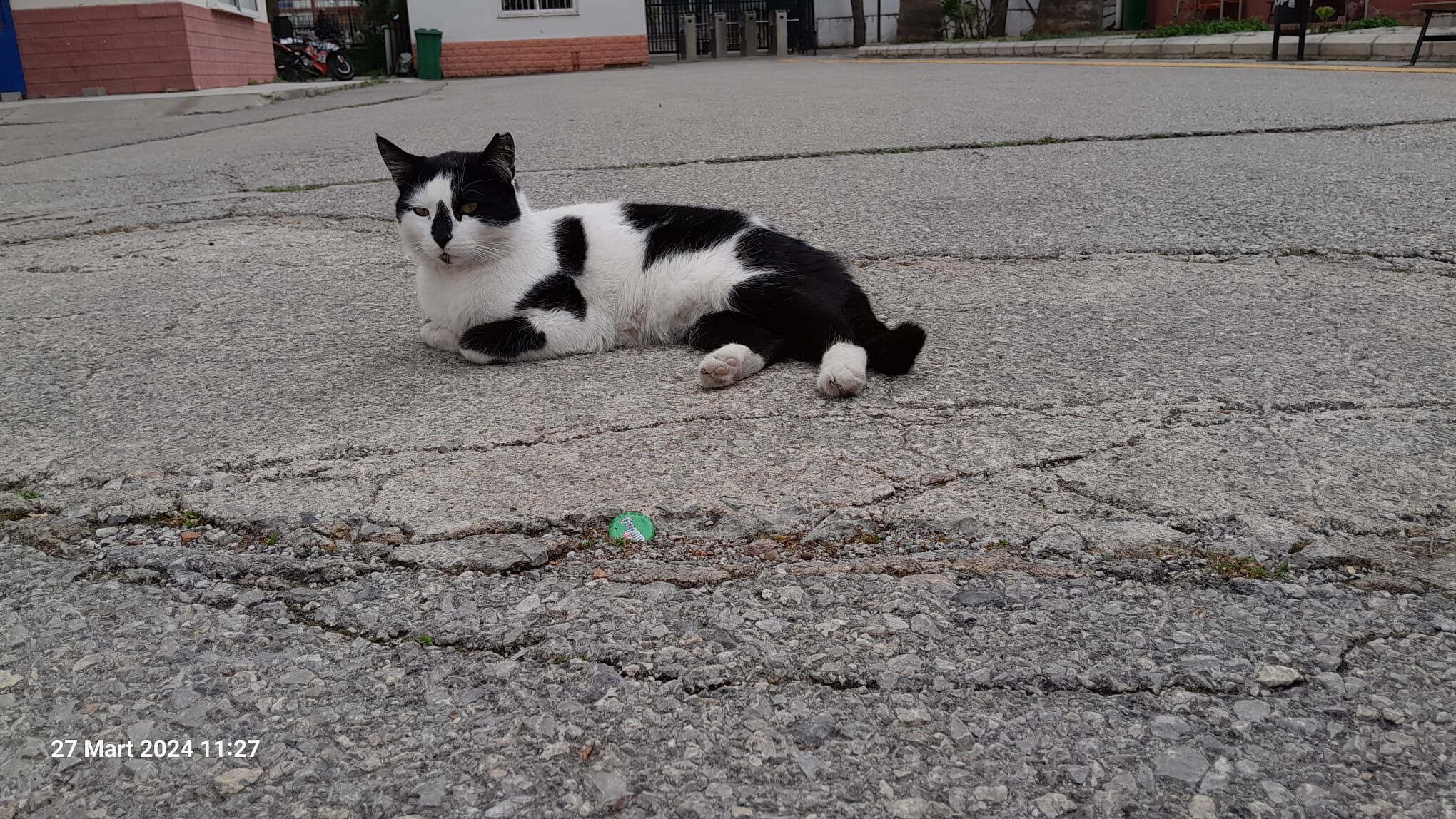 Okulumuzun Sevimli Sakini Sultan (3)