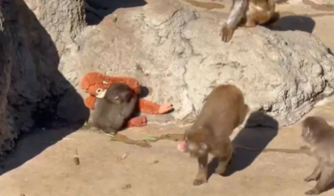 Punchin Oyuncak Maymunu Yok Sati