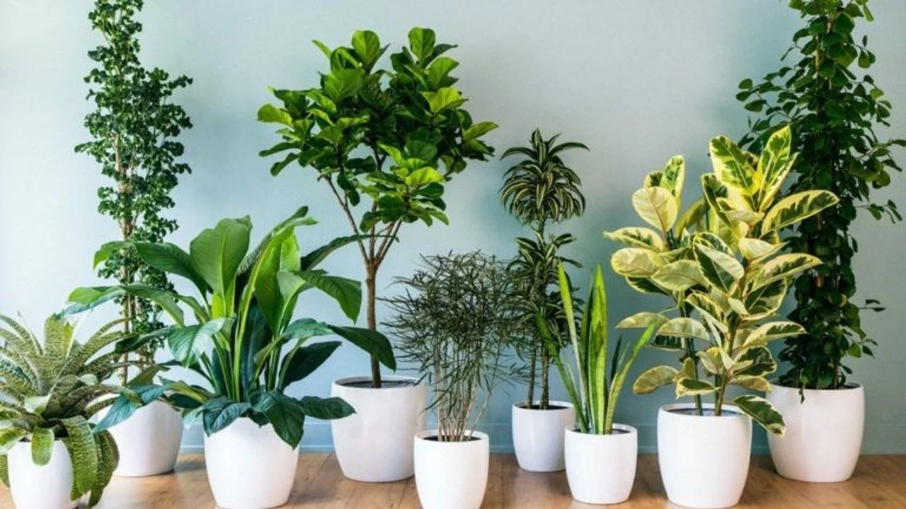 Saksı Çiçekleriniz Kışın Kurumasın! Toprağa 1 Ölçek Ekleyin, Farkı Izleyin (2)