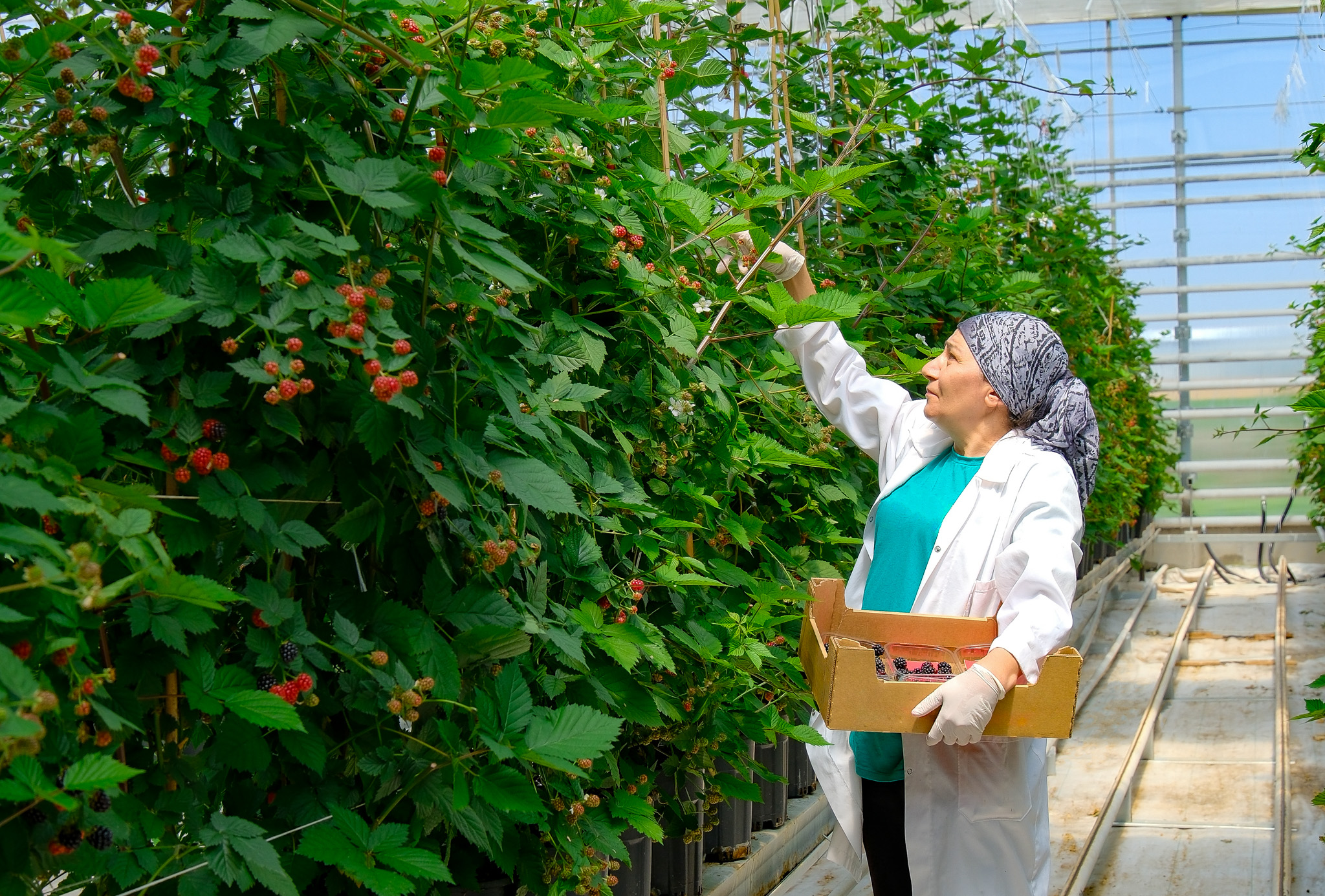 Şiddetli Yağıştan Sonra En Kritik Tarım Dersi Ortaya Çıktı (1)