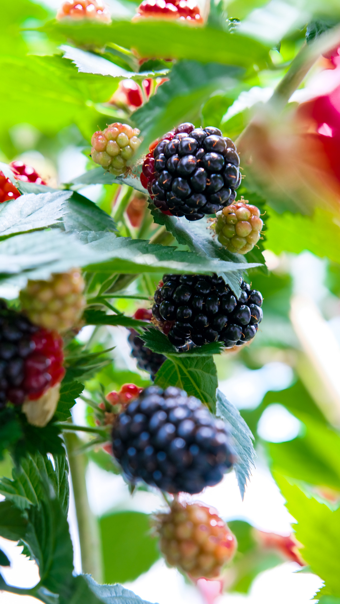 Şiddetli Yağıştan Sonra En Kritik Tarım Dersi Ortaya Çıktı (3)