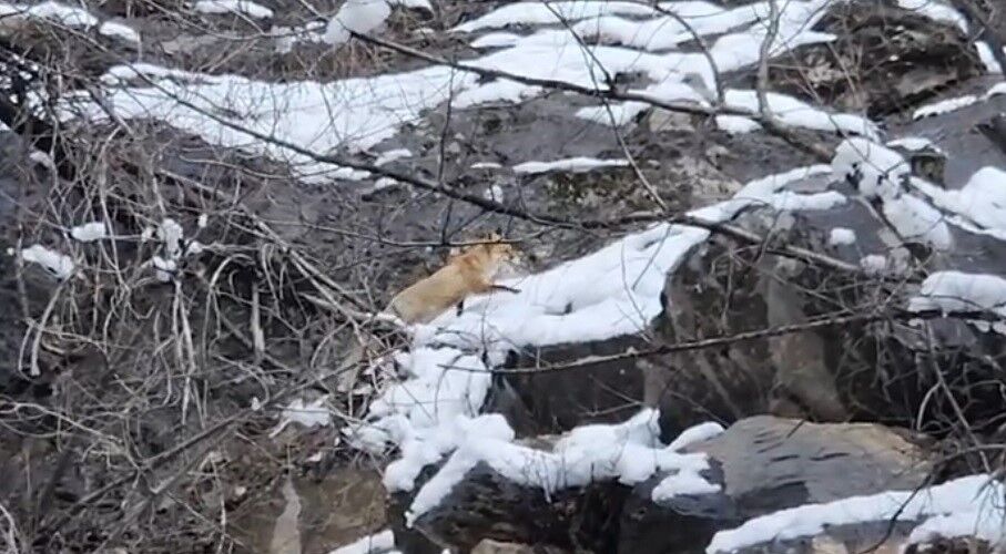 Tunceli’de Yaban Hayatı Kışla Mücadele Ediyor (3)