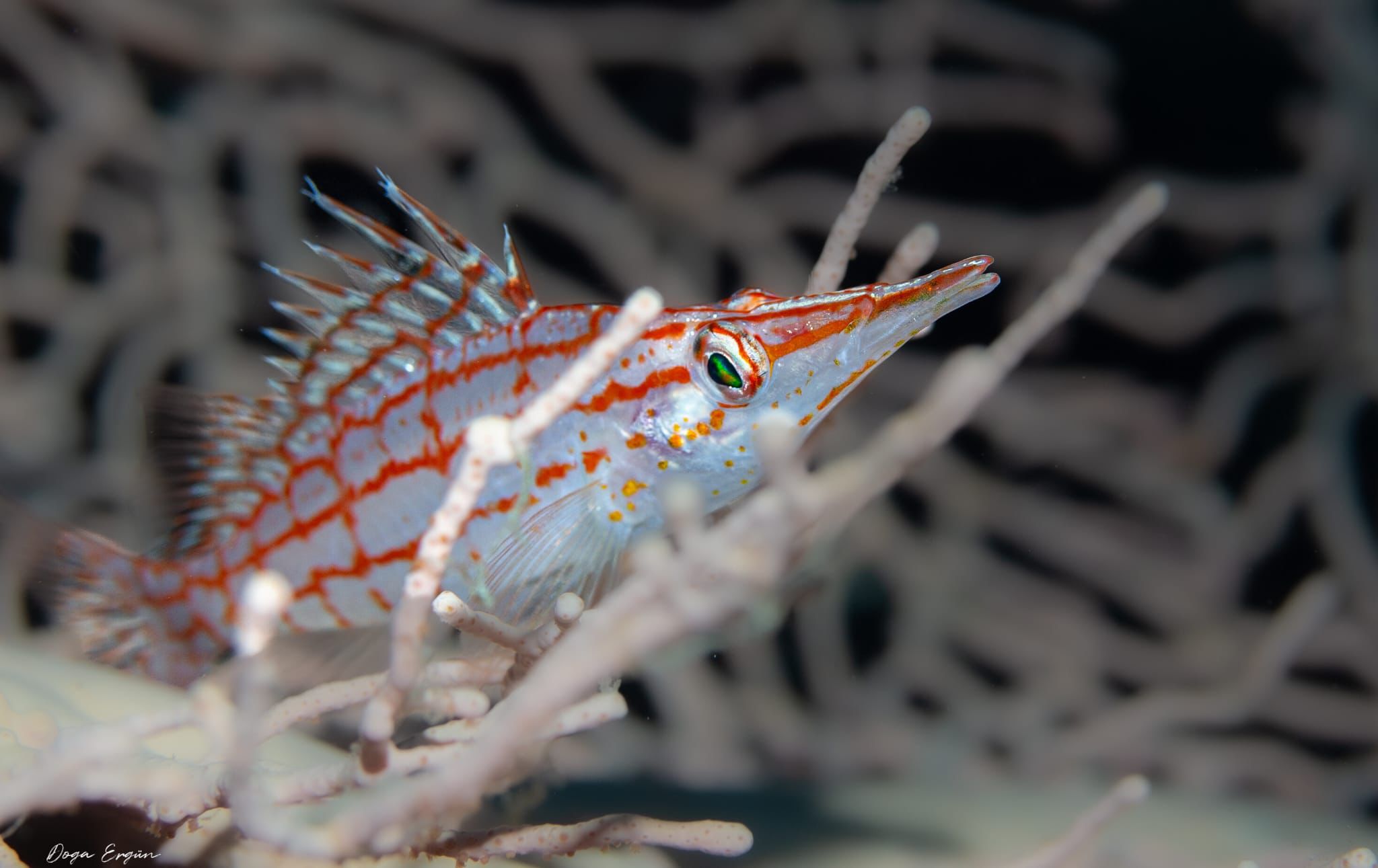 Türkiye’nin En Genç Sualtı Fotoğrafçısı Çeşmeli Doğa Ergün’den Gururlandıran Başarı (3)