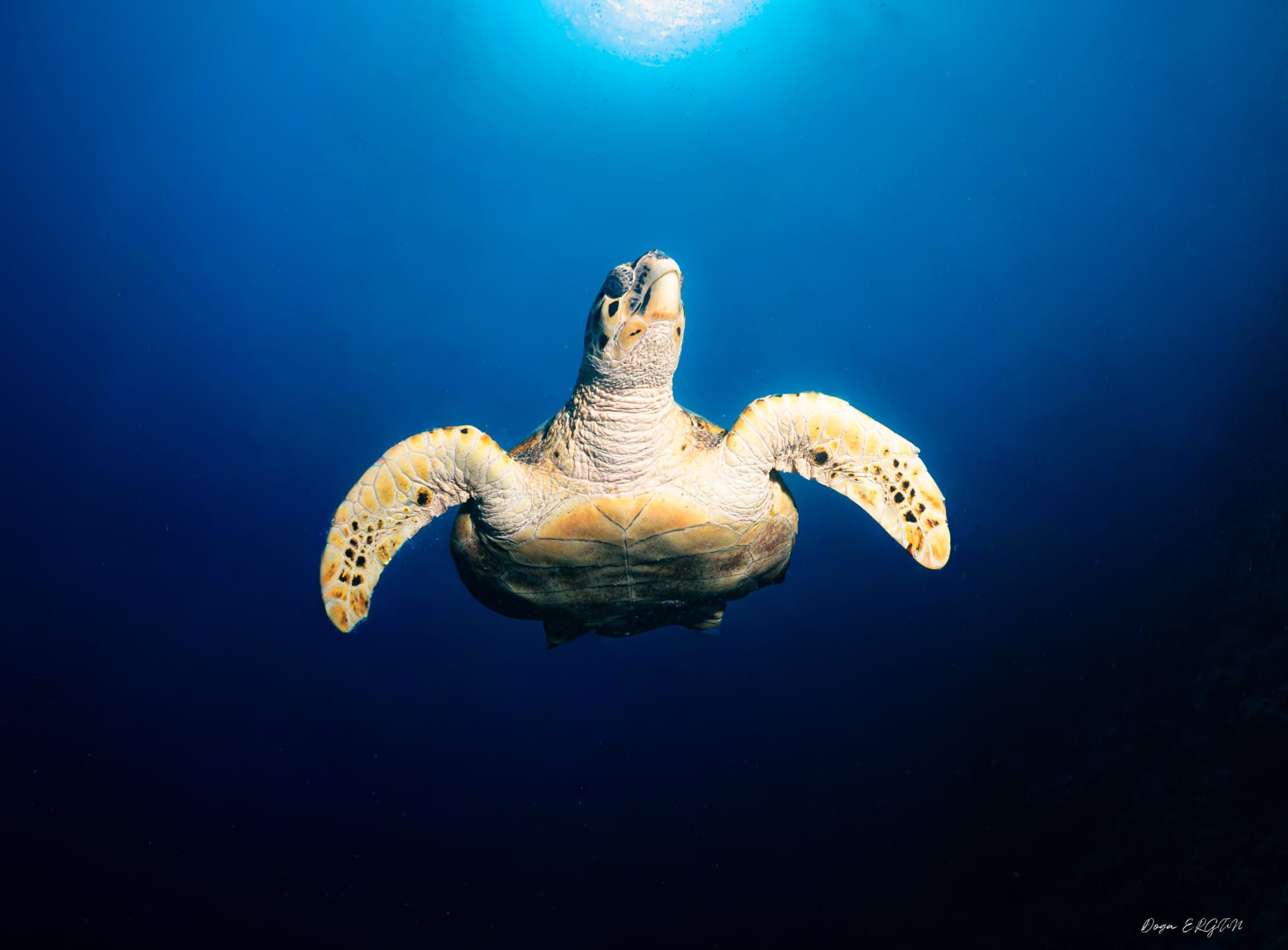 Türkiye’nin En Genç Sualtı Fotoğrafçısı Çeşmeli Doğa Ergün’den Gururlandıran Başarı (4)