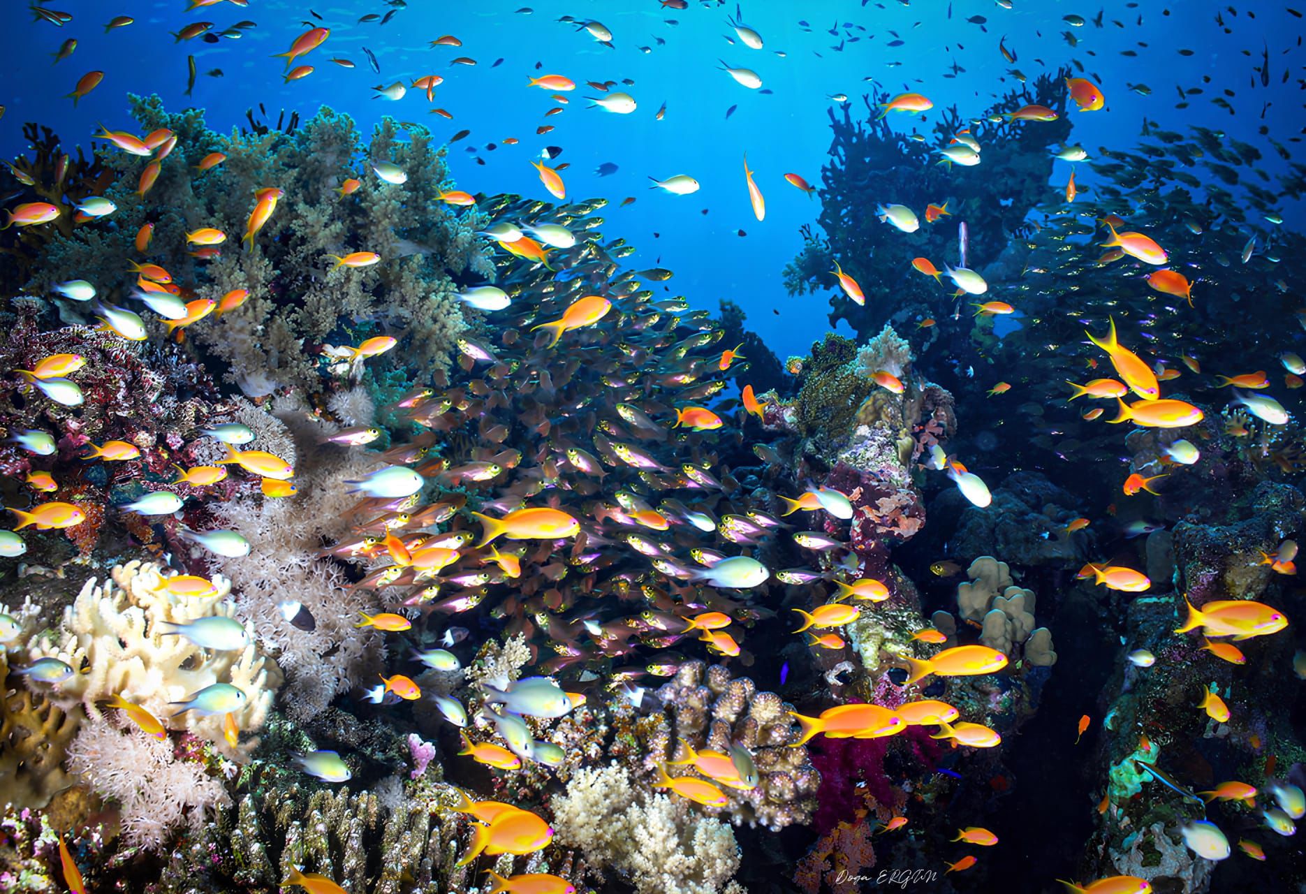 Türkiye’nin En Genç Sualtı Fotoğrafçısı Çeşmeli Doğa Ergün’den Gururlandıran Başarı (5)