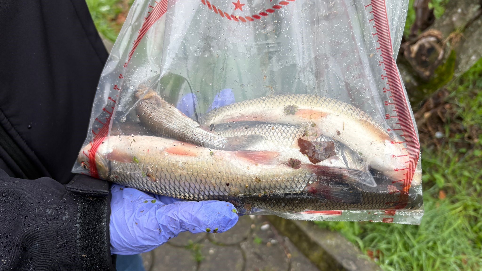 Uludere Çayı’nda Toplu Balık Ölümleri Paniğe Yol Açtı (3)