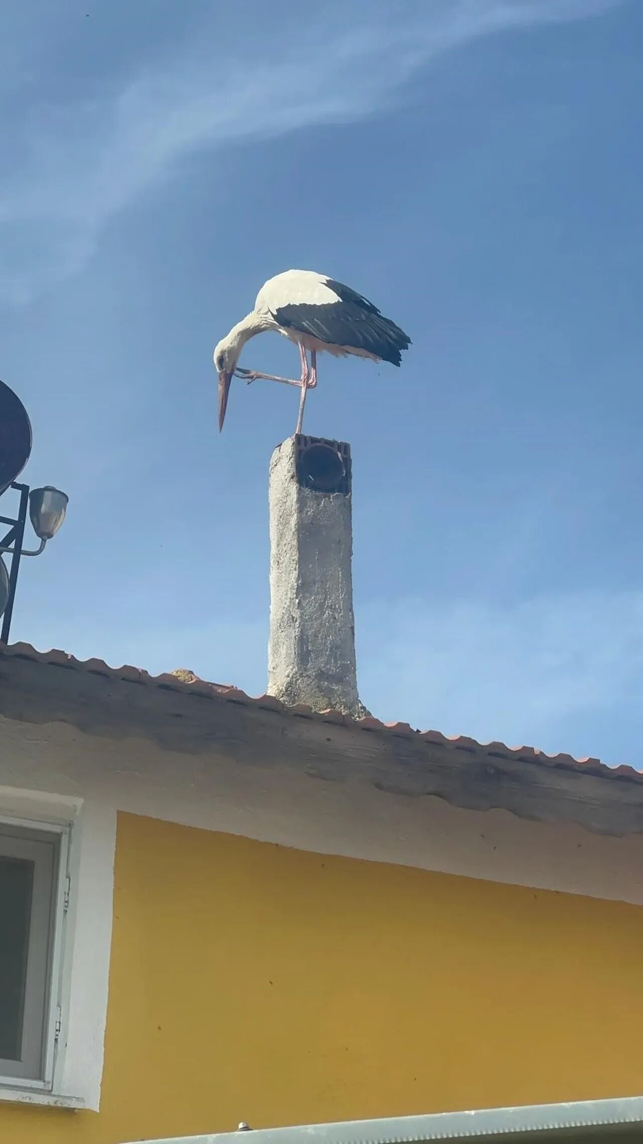 Yaren Leylek Geldi Mi Esi Yuvaya (1)