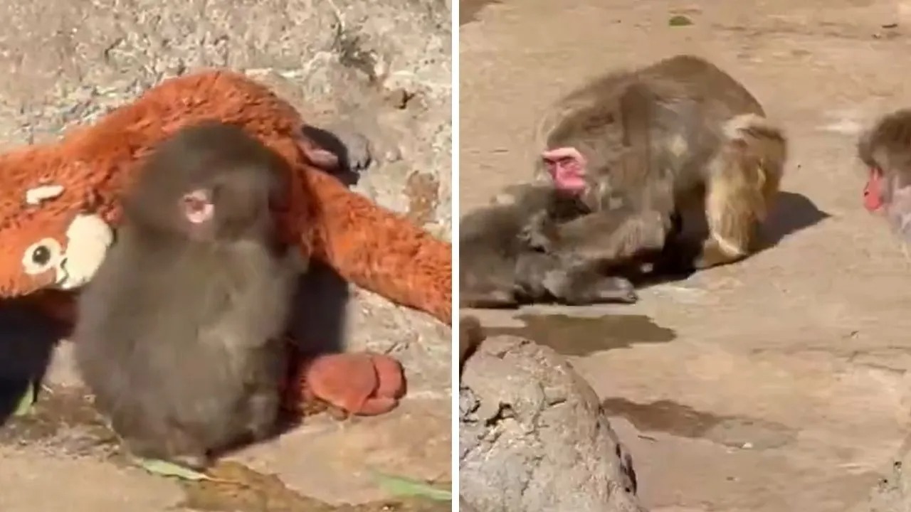 Yavru Maymun Punchin Yeni Gorunt