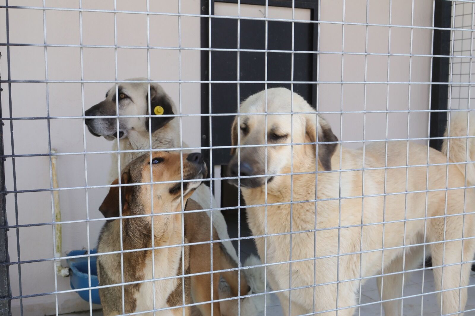 Bayraklı’da Hayvan Bakımevi Yenilenerek Kapasitesi Artırıldı (1)