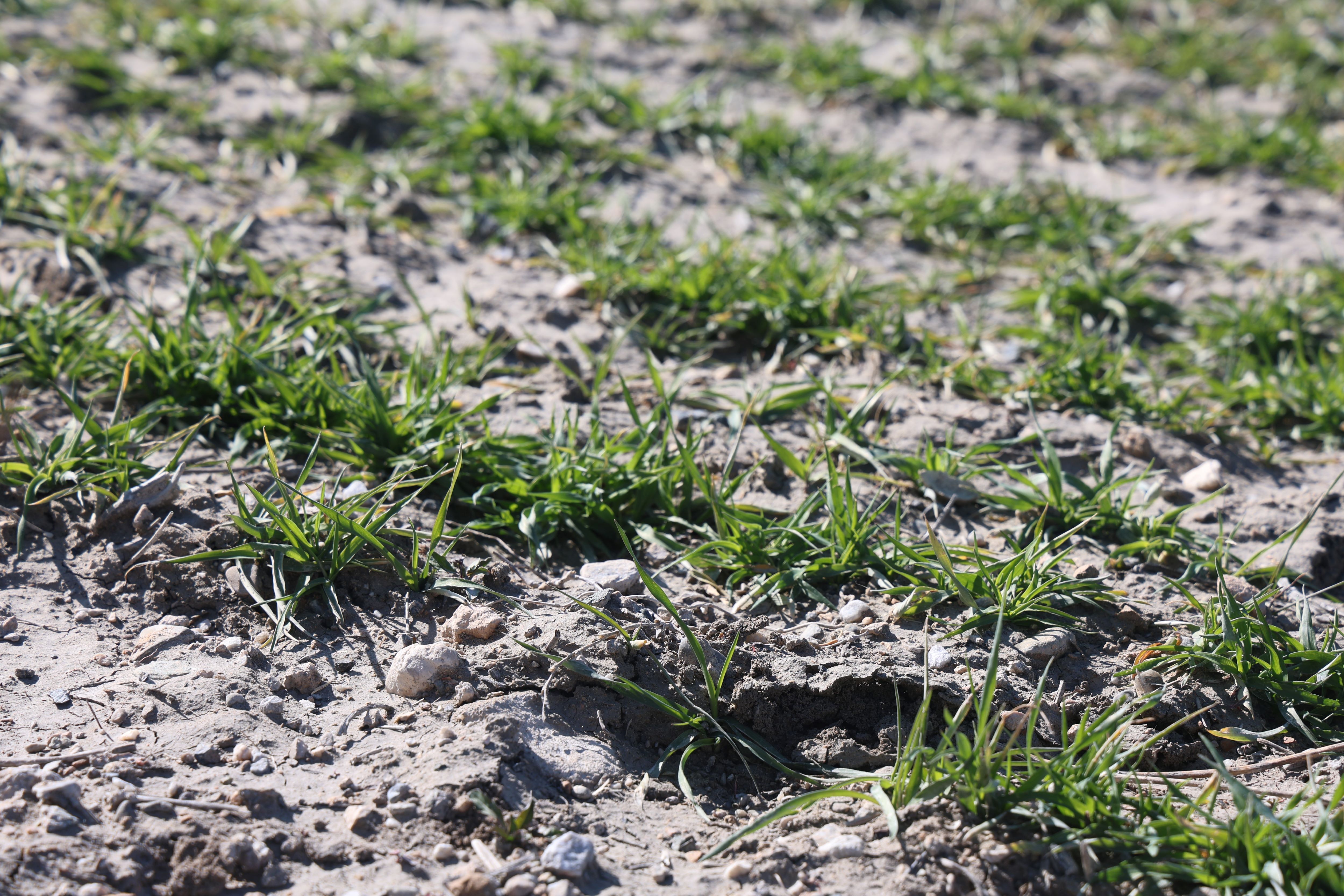 Çiftçilere Hububatta Hastalık Riskine Karşı Erken Müdahale Uyarısı (4)