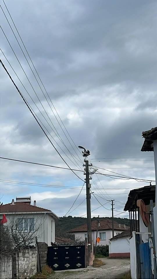 Dereköy’de Leylek Eski Yuvasına Dönemiyor (1)