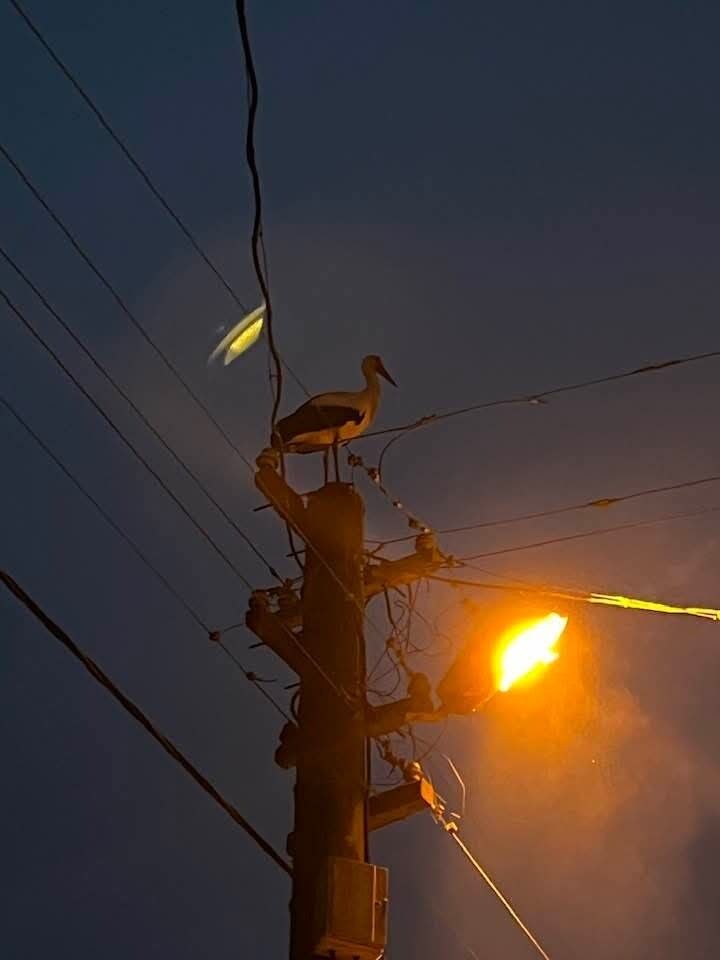 Dereköy’de Leylek Eski Yuvasına Dönemiyor (3)