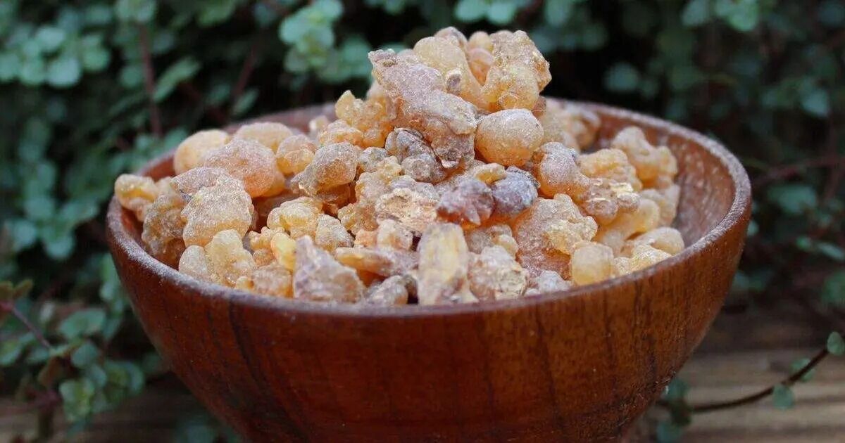 Doğanın Botoks Etkisi Akgünlük Sakızı Serumu Nedir, Nasıl Kullanılır (1)