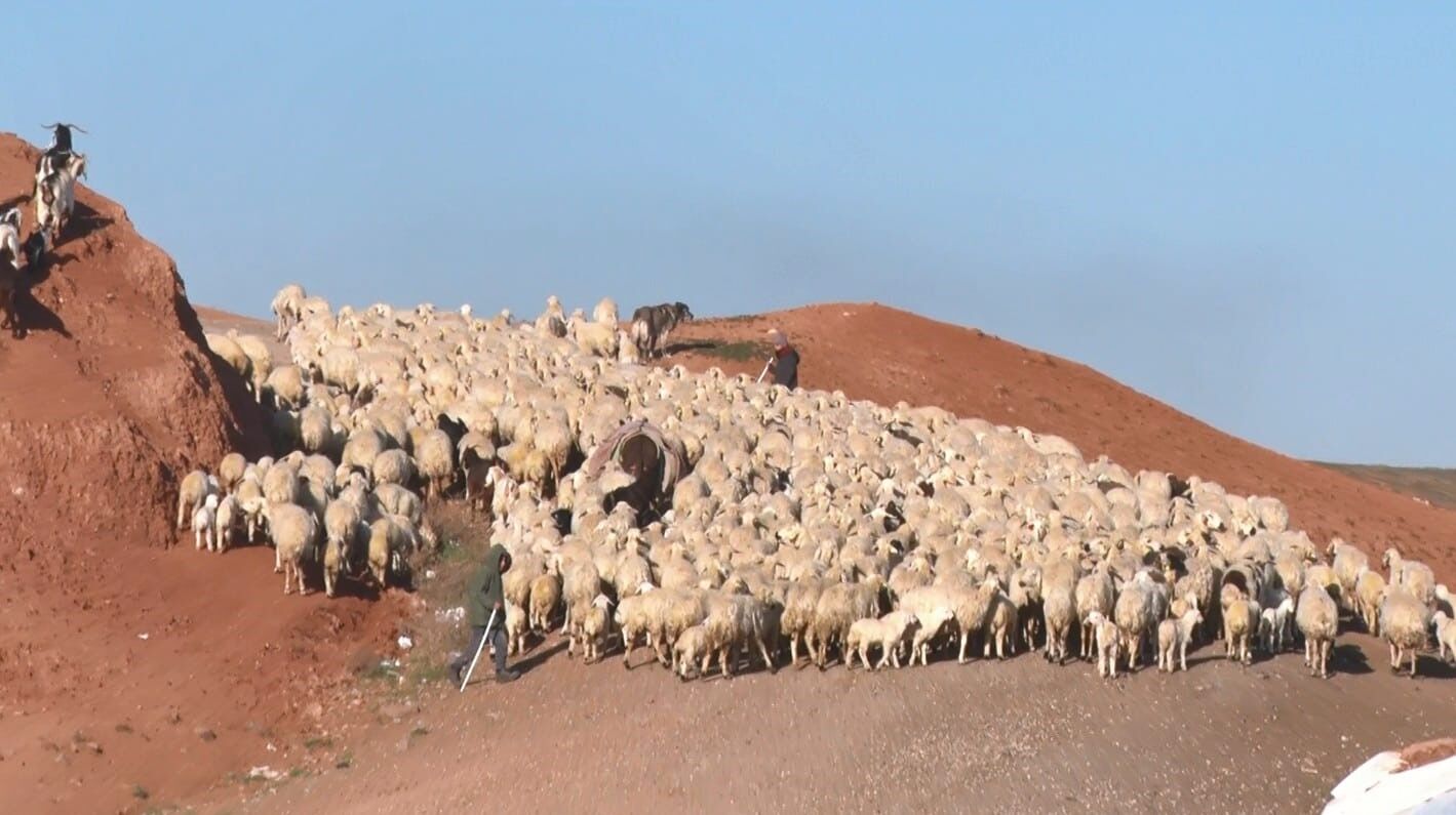 Dronla Kaydedilen Görüntüler Hayvancılık Meraklılarını Büyüledi (2)