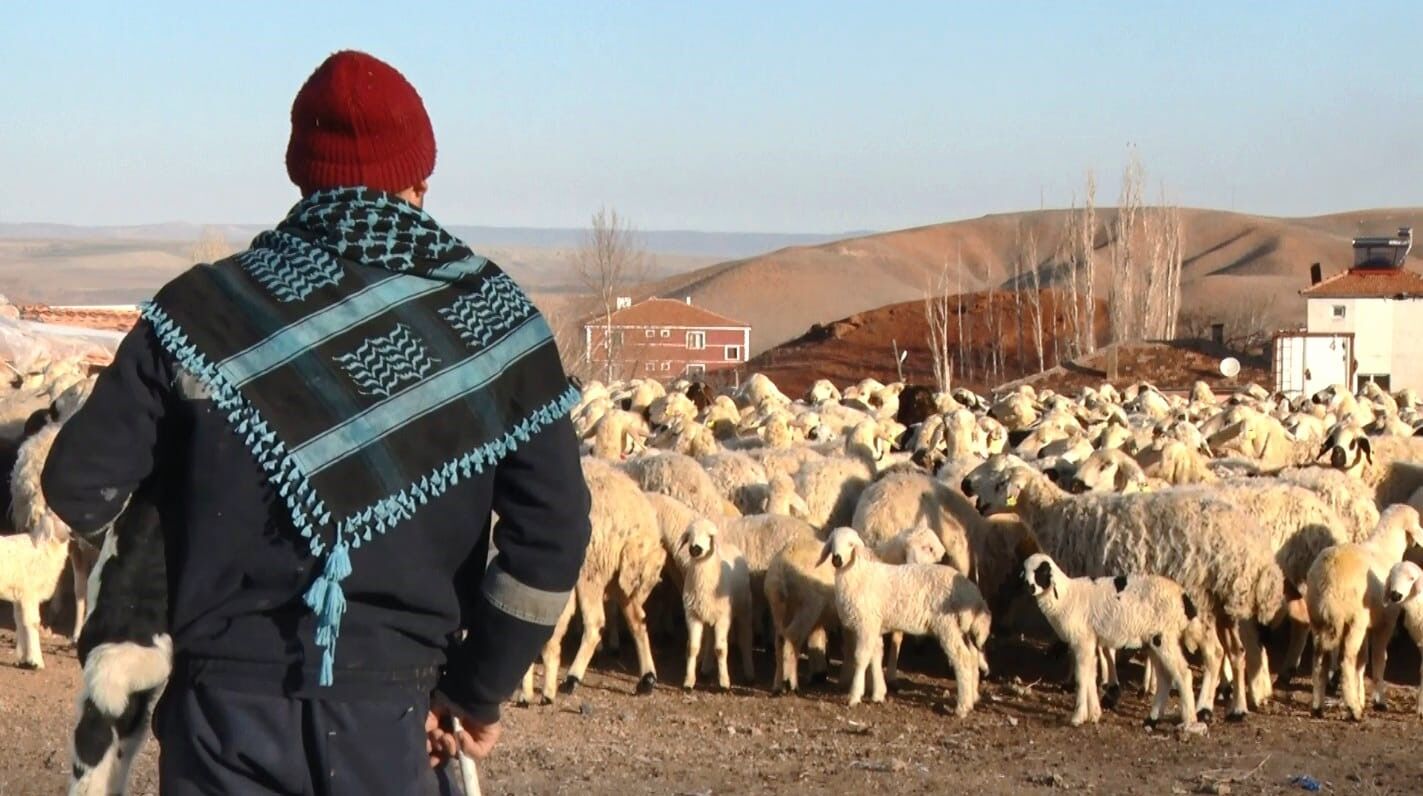 Dronla Kaydedilen Görüntüler Hayvancılık Meraklılarını Büyüledi (4)
