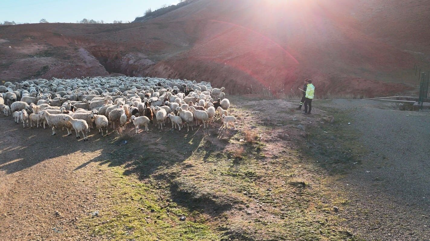 Dronla Kaydedilen Görüntüler Hayvancılık Meraklılarını Büyüledi (6)