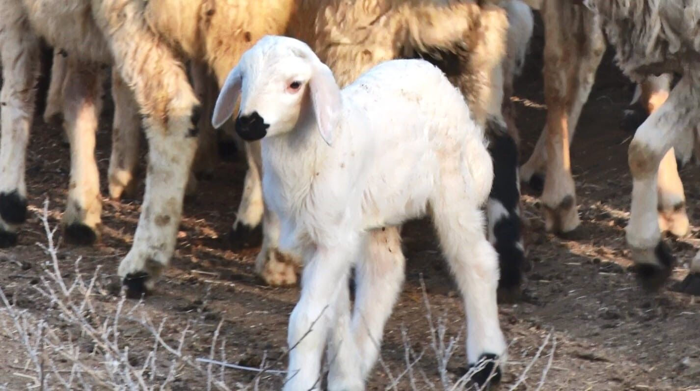 Dronla Kaydedilen Görüntüler Hayvancılık Meraklılarını Büyüledi (7)