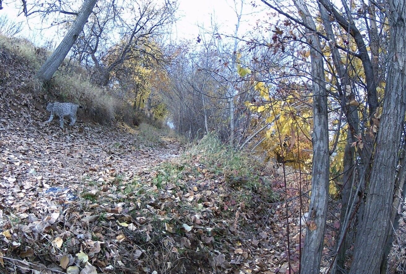 Erzincan’da Nadir Görülen Avrasya Vaşağı Görüntülendi (2)