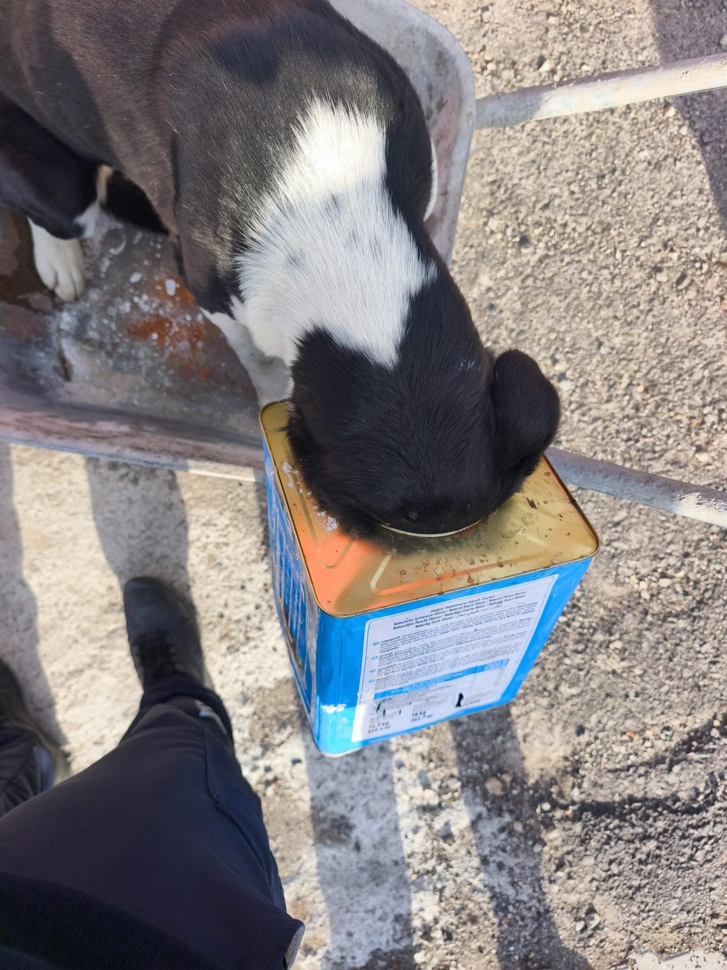 Hatay’da Mahsur Köpekleri Itfaiye Ekipleri Kurtardı (2)