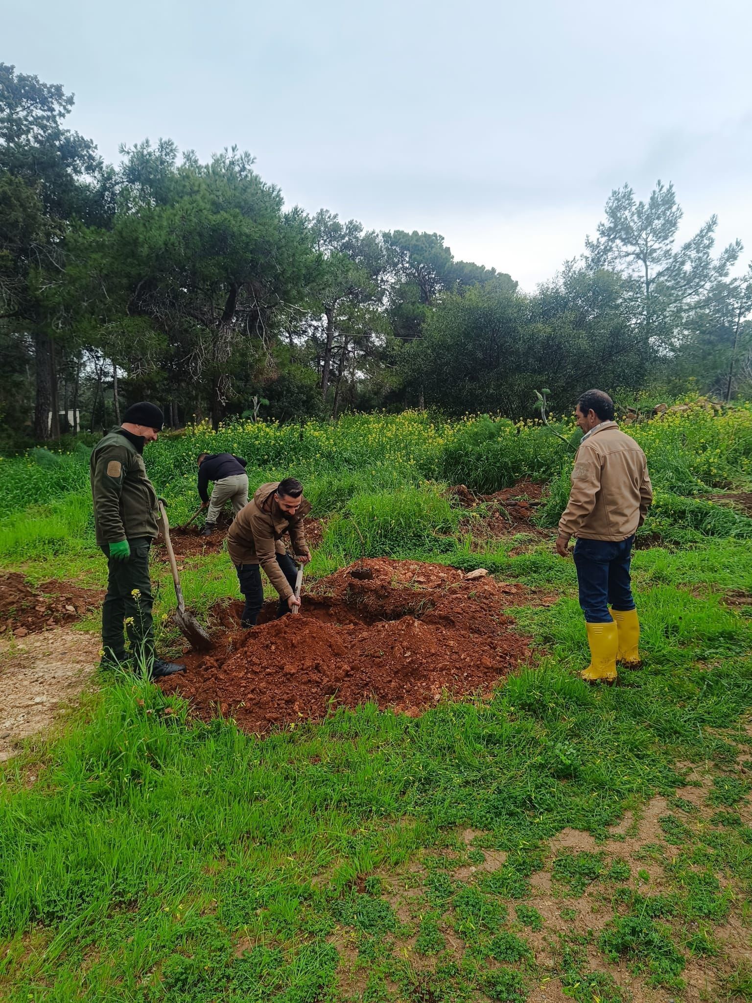 İzmir’in Damla Sakızı Kktc’de Yetiştirilecek (2)