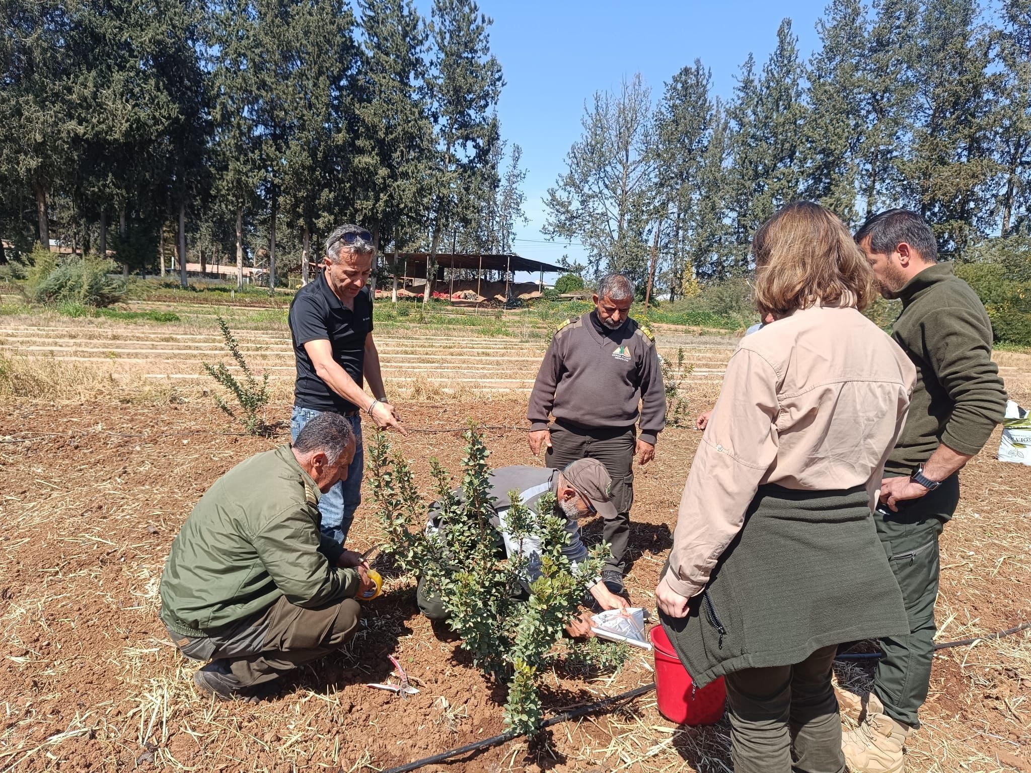 İzmir’in Damla Sakızı Kktc’de Yetiştirilecek (3)